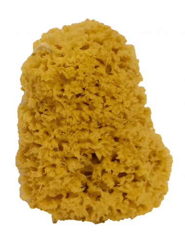 Natural sponge from...